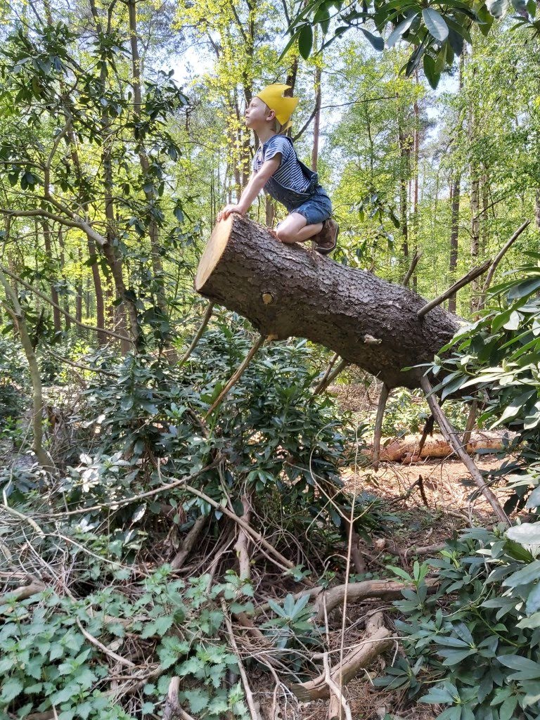 studijo bos